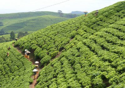 Teeplantagen in Ruanda