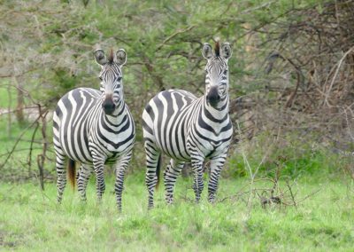 Zebras im Lake Mburo NP